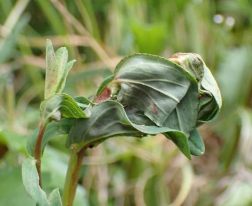 Lathronympha strigana